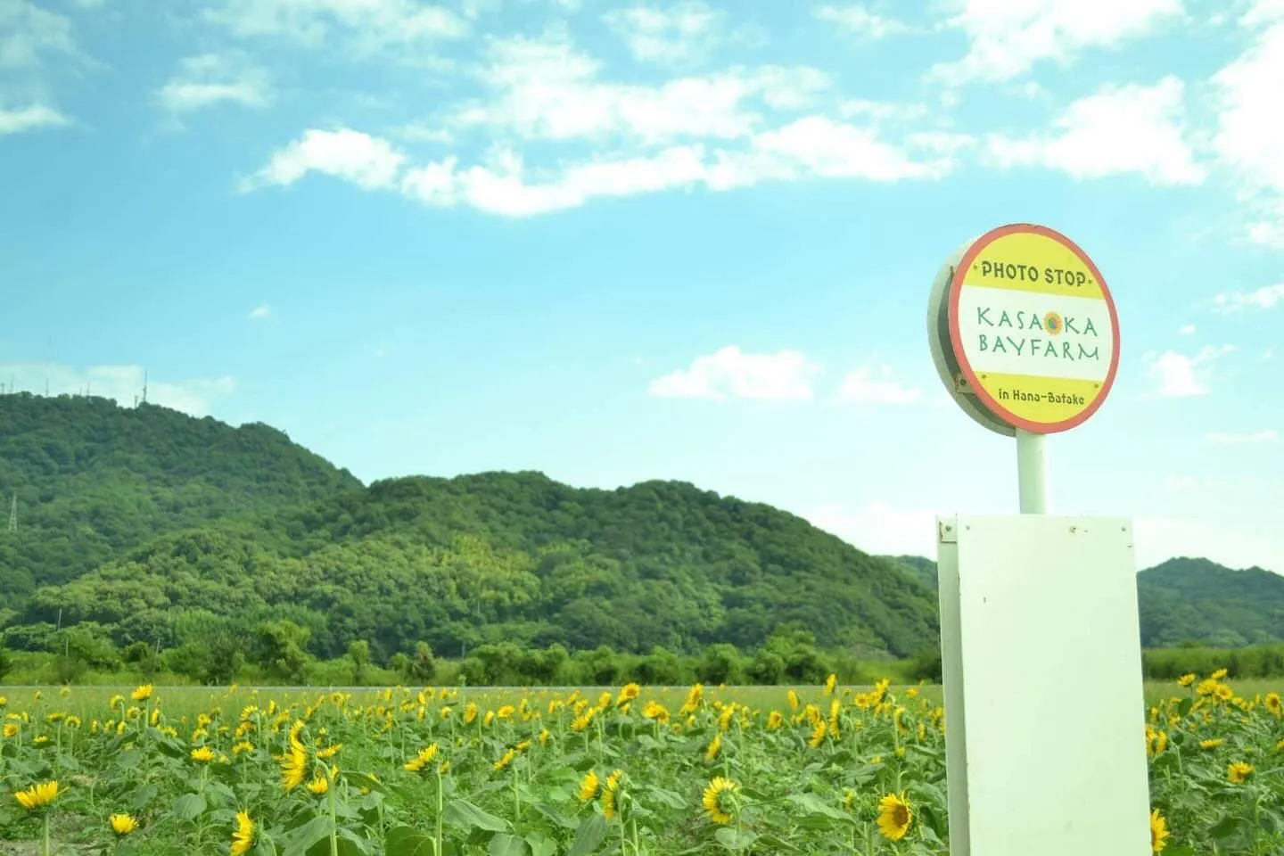 こんにちは😃ホームアシストねこのてです。